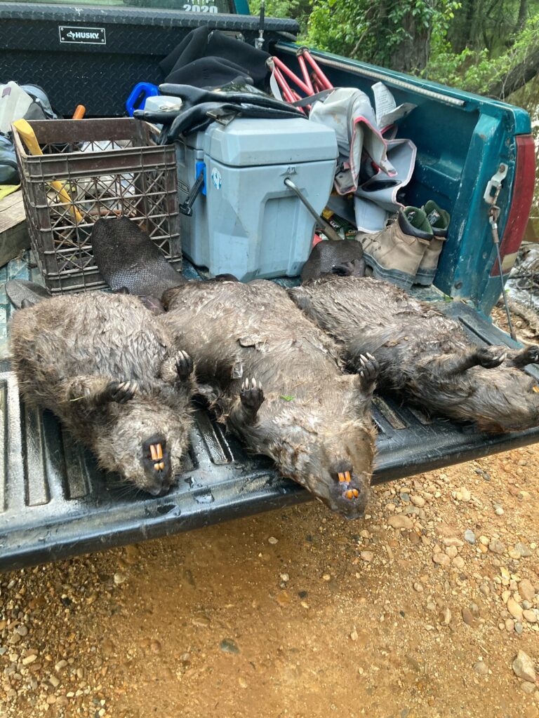 About 3 beaver