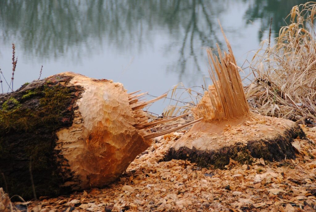 Home beaver, beaver damage, rodent, beaver tree, beaver feed, inn, innau, perach, animals, beaver protection, nature, beaver, beaver, beaver, beaver, beaver