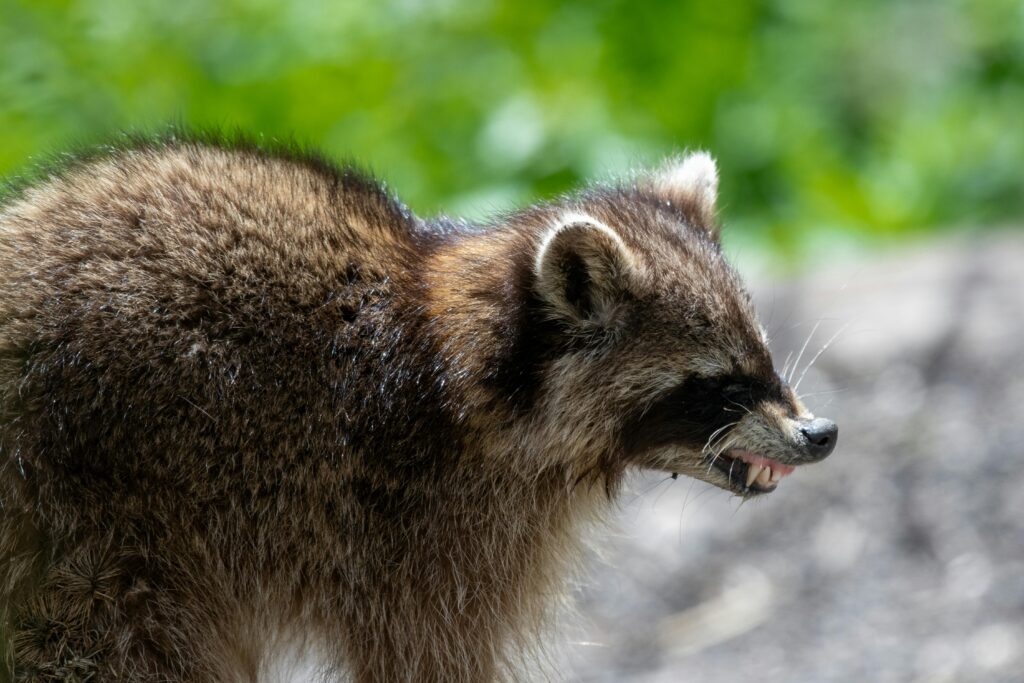 Home A raccoon baring its teeth outdoors, showcasing wildlife behavior in a natural setting.