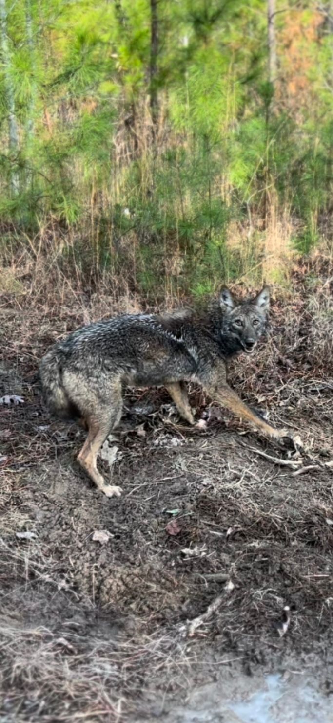 Predator Control Coyote removal job in South Arkansas – Praiseworthy Wildlife Solutions