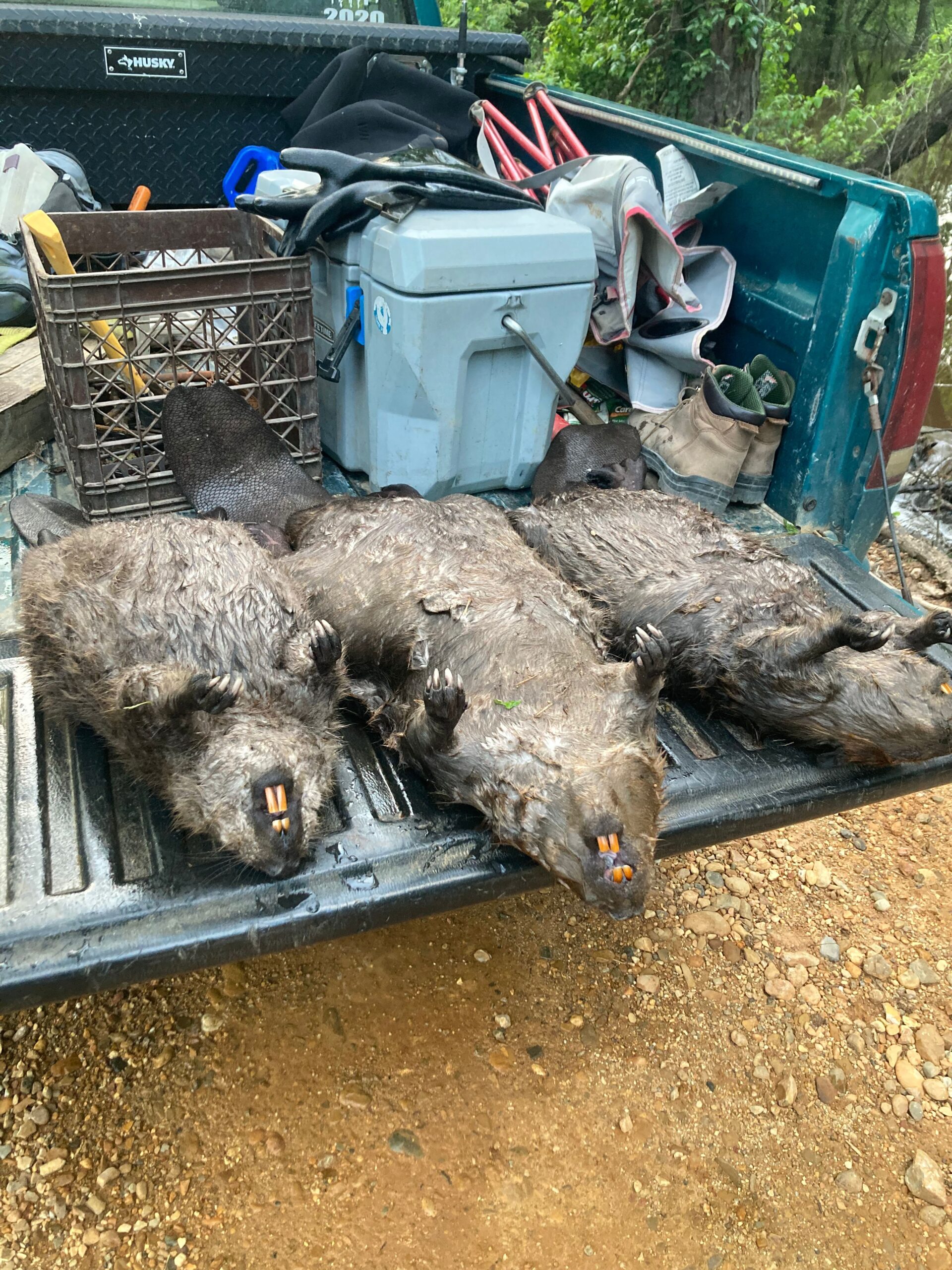 Beaver Removal & Trapping in Arkansas Three beavers removed from Arkansas property – Praiseworthy Wildlife Solutions