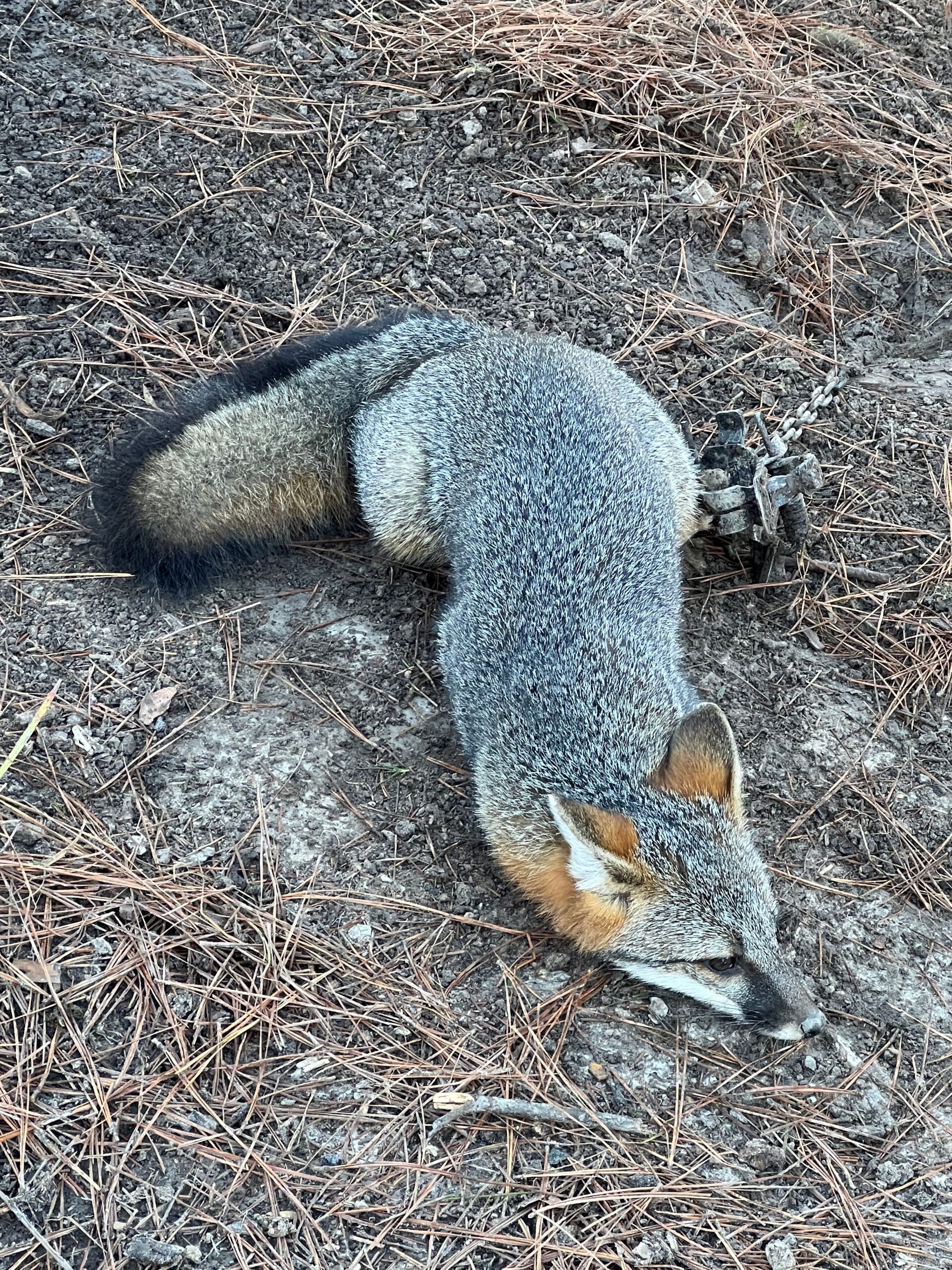 Predator Control Gray fox caught and removed from Arkansas property – Praiseworthy Wildlife Solutions