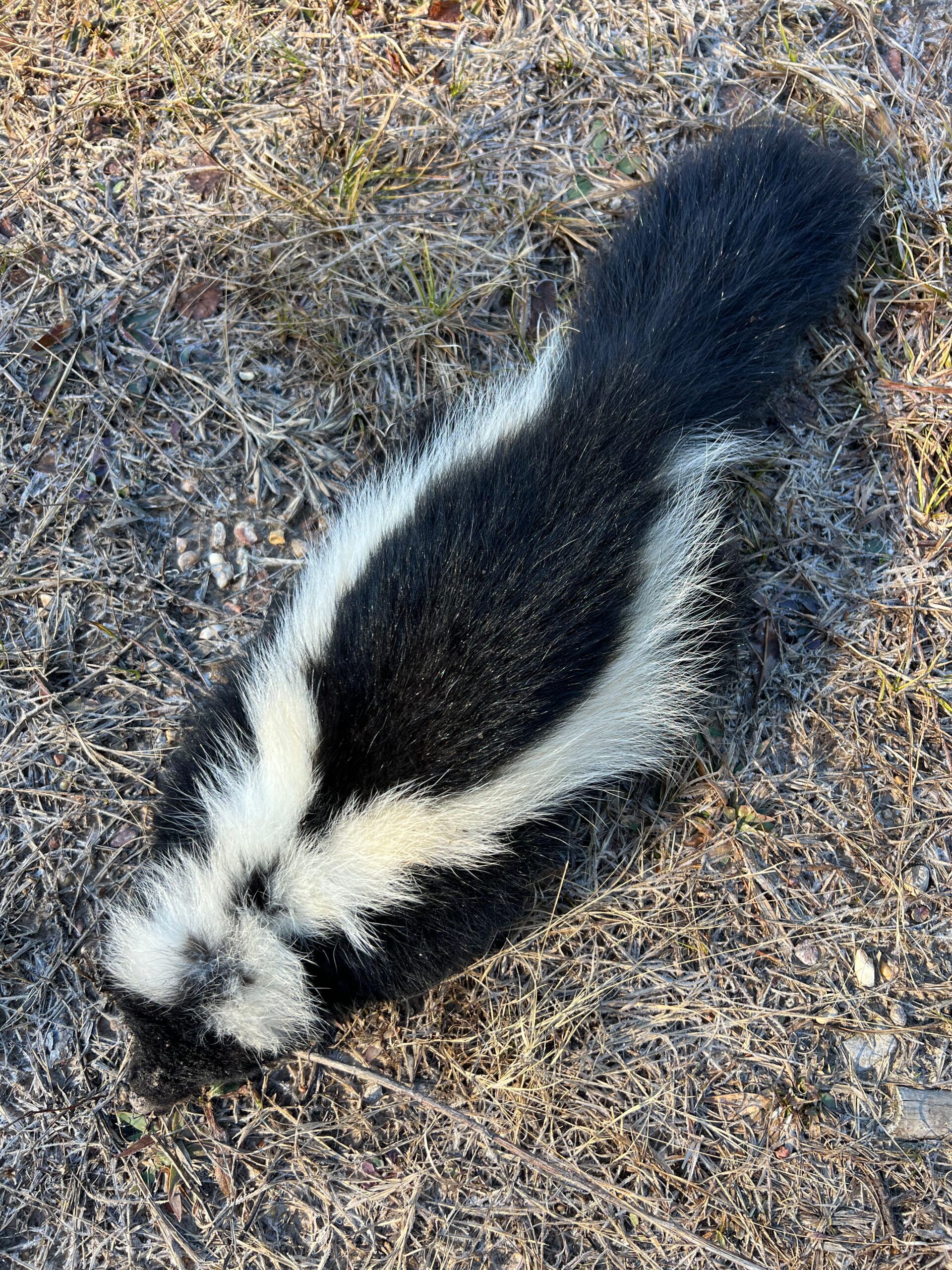 Skunk Removal in South & Central Arkansas Skunk removed from Arkansas property – Praiseworthy Wildlife Solutions