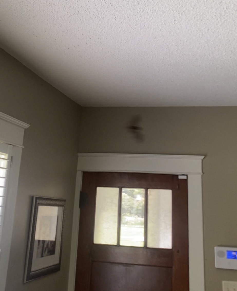 Bat flying inside Arkansas home – Praiseworthy Wildlife Solutions bat removal