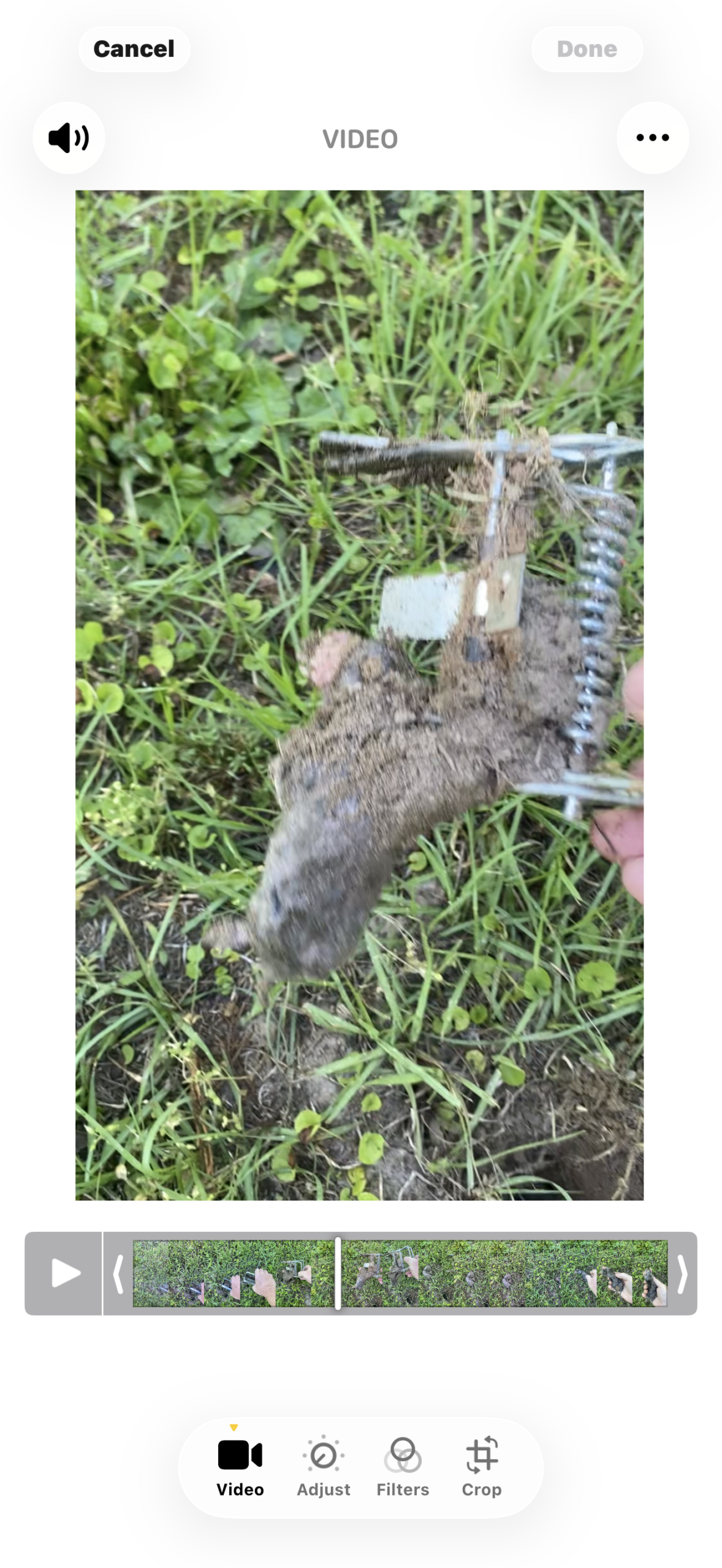 Mole caught in spring trap – Praiseworthy Wildlife Solutions mole removal Arkansas