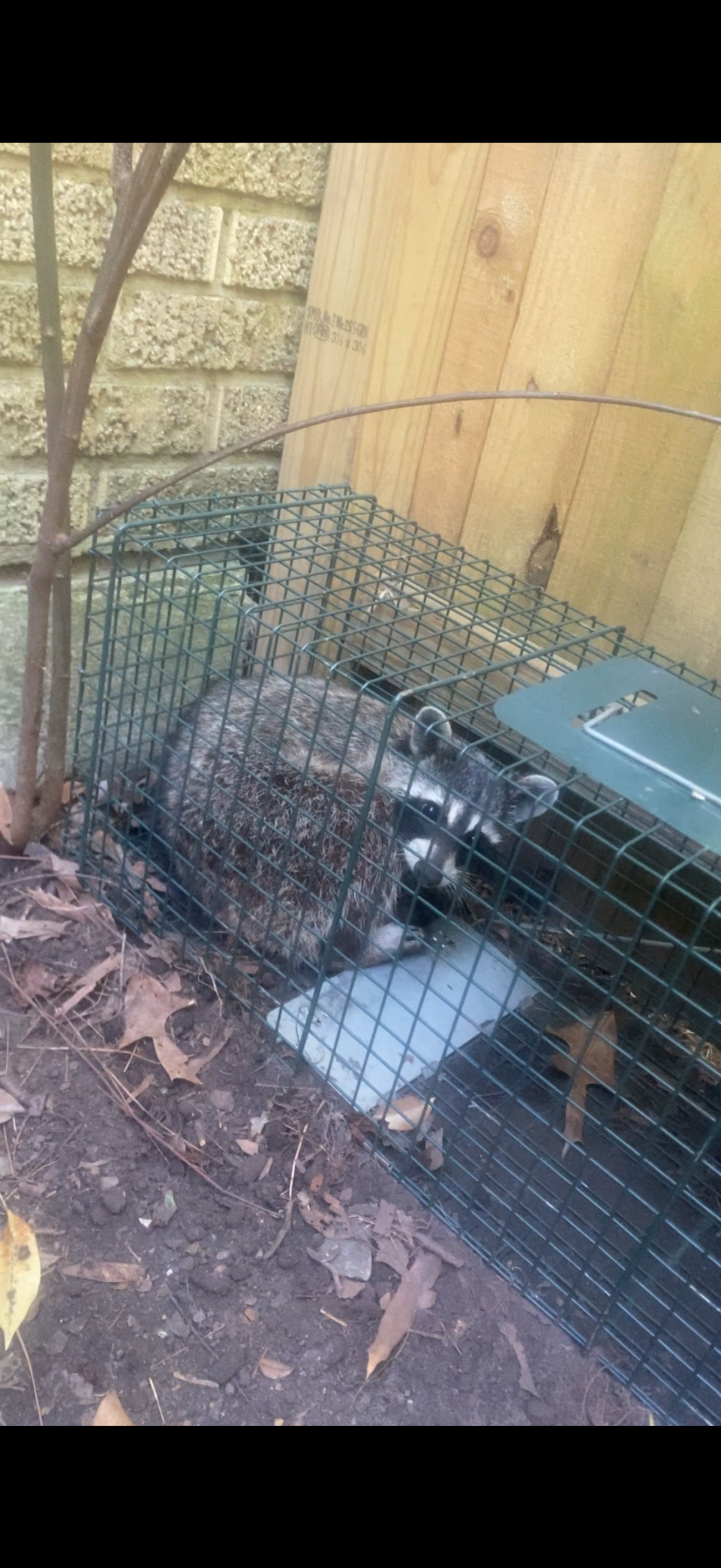 Raccoon caught in live trap – Praiseworthy Wildlife Solutions raccoon removal Arkansas